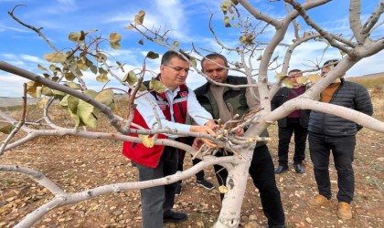 Şanlıurfada “yeşil altın” için ilaçlama uyarısı