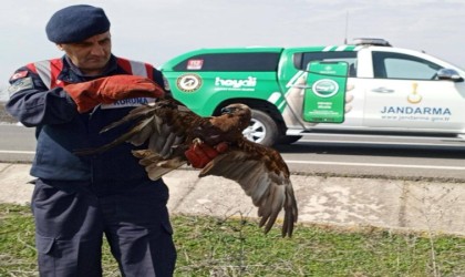 Yaralı şahine jandarmadan şefkat eli