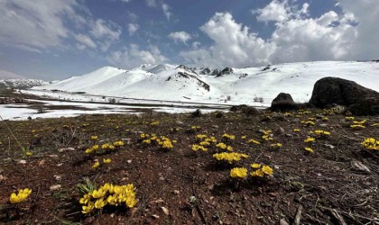 Yüksekovada baharın müjdecisi çiçekler mest etti