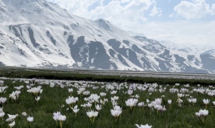 Yüksekovada kardelen ve çiğdemler çiçek açtı