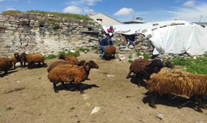 Ağrıda çiftçilere hibe desteği