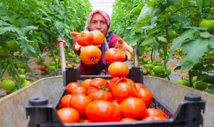 Amasyada domates hasadı başladı, 100 bin ton rekolte bekleniyor