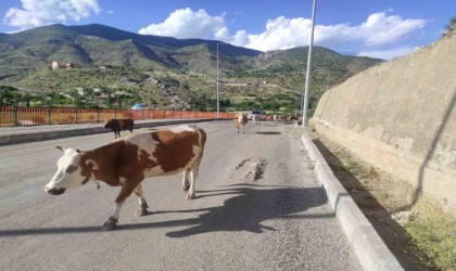 Batmanda başıboş inekler, sürücülere zor anlar yaşatıyor