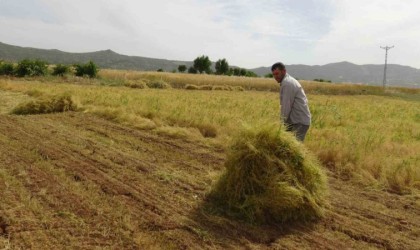 Batmanda mercimek çiftçinin yüzünü güldürdü