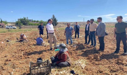 Besnide sarımsak hasadı başladı