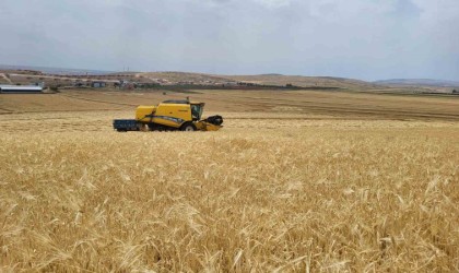 Biçerdöverlerin arpa tarlalarına girdiği Adıyamanda hasat başladı