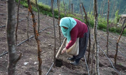 Bin rakımdaki tarlalarda tohumları toprakla buluşturuyorlar