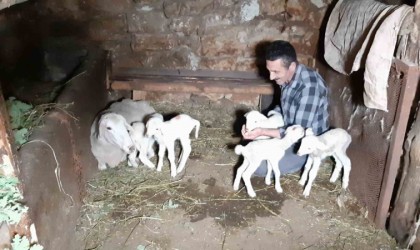 Boluda bir koyun seferde beşiz doğurdu