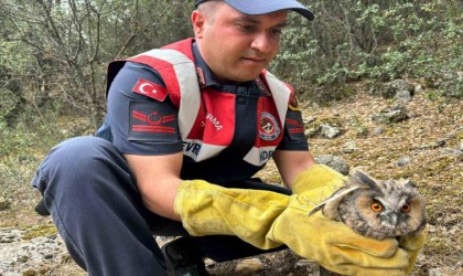 Burdurda yaralı baykuşun imdadına jandarma ekipleri koştu