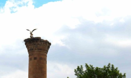 Depremde yarısı yıkılan minareye leylek yuva yaptı