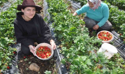 Devlet desteğiyle kurulan çilek bahçeleri yüzlerce kadına iş olanağı sağlıyor