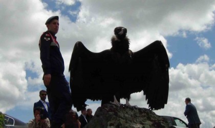 Doğaya bırakılan akbabadan özgürlük pozu