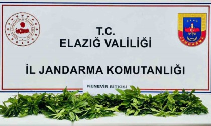 Elazığda 158 kök kenevir ele geçirildi