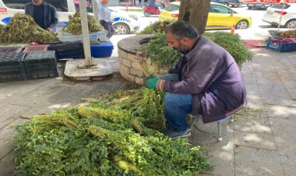 Elazığda yeşil nohut tezgahlardaki yerini aldı