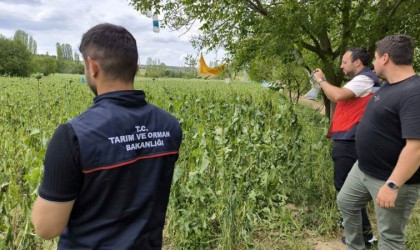 Emette doludan etkilenen haşhaş ekili alanlarda hasar tespit çalışmaları