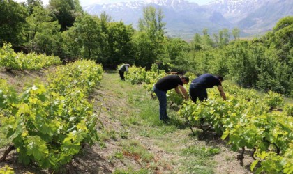 Erzincanda bağlarda kontroller sürüyor