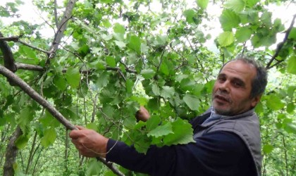 Fındık dallarını gören fındık üreticisi yeni sezon öncesi hem umutlu ve hem temkinli konuştu