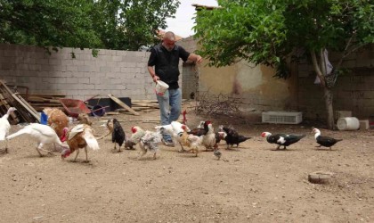 Hayvanat bahçesi değil evinin bahçesi, adeta Ali Babanın çiftliği