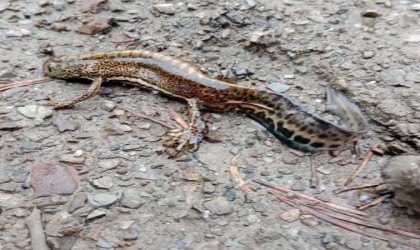 Ilgaz Dağı Milli Parkında Anadolu semenderi görüntülendi