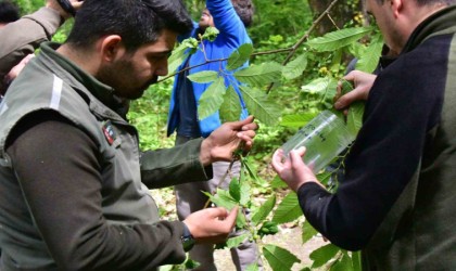 Karadenizde kestanede verimini düşüren gal arılarına karşı biyolojik mücadele sürüyor