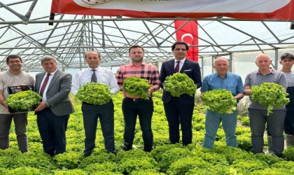 Liselilerin yetiştirdiği marullar hasat edildi