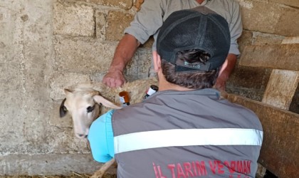 Lüleburgazda küçükbaş hayvanlar aşılanıyor