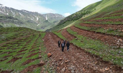 Şırnakta terörün bittiği dağlar 70 bin fidanla yeşillenecek