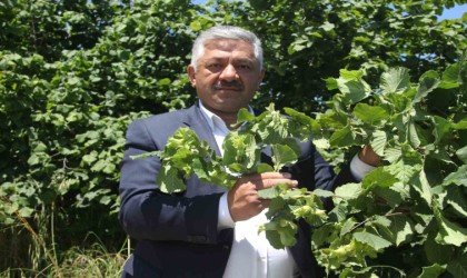 Soydan: “Fındıkta açıklanan rekolte tahminleri gerçeği yansıtmıyor”