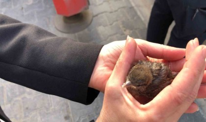 Tekirdağda çatıdan düşen yavru serçe yuvasına bırakıldı