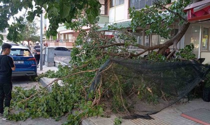 Üzerine düşen dal parçası hastanelik etti