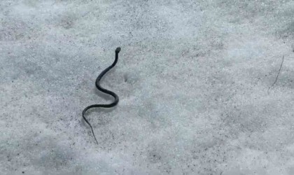 Vanda zehirli kocabaş engerek yılanı görüntülendi