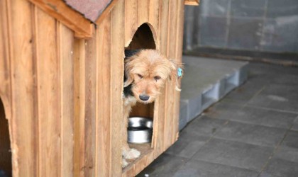 VETBÜSün tedavi ettiği can dost sahiplendirildi