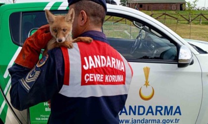 Yavru tilkinin bakımını yapıp karnını doyurdular