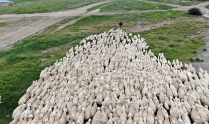 Yerli ‘Kangal akkaraman koyununda iyi bakım doğum oranını arttırdı