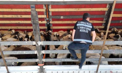 43 ilin geçiş güzergahında kurbanlık sevkiyatına sıkı denetim: Tırlar tek tek durduruldu