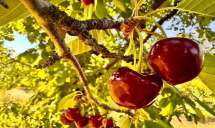 Afyonkarahisarda bu yıl kirazda istenilen rekolte yakalanamadı