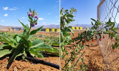 Ahi Evran Üniversitesinde tıbbi aromatik bitkilerin ilk hasadı başladı