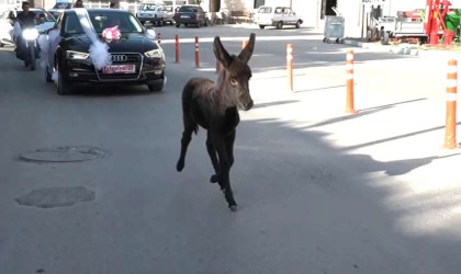 Bak şu sıpanın yaptığına: İki kilometrelik düğün konvoyuna en önde böyle eşlik etti