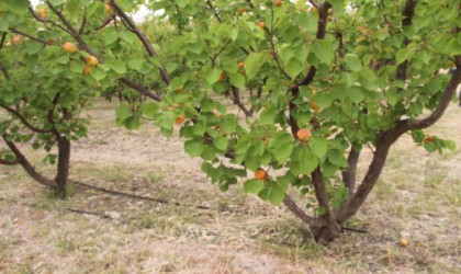 Başkan Cüce: Mersin Mut Sebze ve Meyve Toptancı Hali ihtiyaca cevap vermiyor