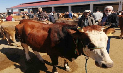 Bayburtta kurban pazarında hareketlilik başladı