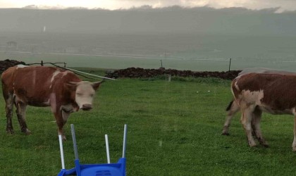 Ceviz büyüklüğünde dolu yağdı, köy beyaza büründü