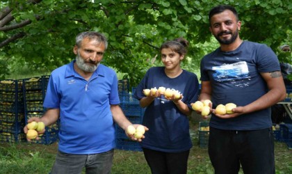 Doğunun Çukurovası Iğdırda sarı altın hasadı başladı