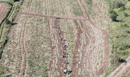 Dünyaca ünlü Taşköprü sarımsağınıda hasat başladı