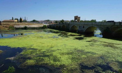 Edirnede Tunca Nehri yeşile büründü