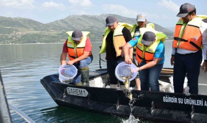 Eğirdir Gölüne 5 bin sazan balığı bırakıldı