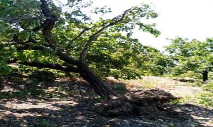 Elazığda şiddetli rüzgar kayısı ağaçlarını yerinden söktü, bahçelere zarar verdi