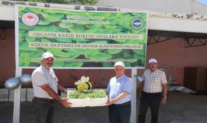 Elazığda üreticilere 30 bin kekik fidesi dağıtıldı