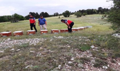 Emette ayılar tarafından kovanları parçalanan yetiştiriciye arkadaşlarından destek