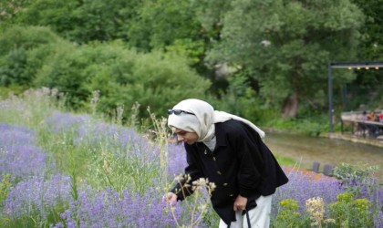 Erzincanda lavanta üretimi için çalışmalarına devam ediyor