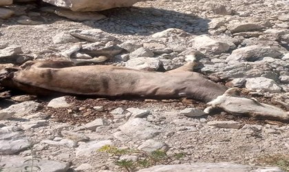 Gazipaşada yaylada inek ve buzağısı kurtlar tarafından telef edildi